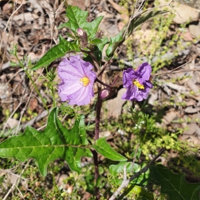 Solanum cinereum (Narrawa Burr) at Carwoola, NSW - 23 Oct 2021 by AlexJ