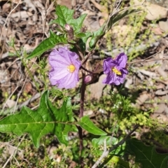 Solanum cinereum (Narrawa Burr) at Cuumbeun Nature Reserve - 22 Oct 2021 by AlexJ