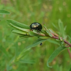 Chrysolina quadrigemina (Greater St Johns Wort beetle) at Albury, NSW - 23 Oct 2021 by ClaireSee