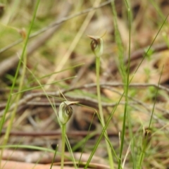 Pterostylis pedunculata (Maroonhood) at Paddys River, ACT - 23 Oct 2021 by Liam.m