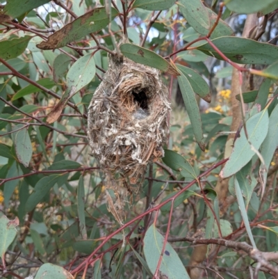 Unverified Small (Robin, Finch, Thornbill etc) at Bruce, ACT - 23 Oct 2021 by HelenCross