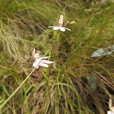 Caladenia carnea (Pink Fingers) at Paddys River, ACT - 23 Oct 2021 by Liam.m