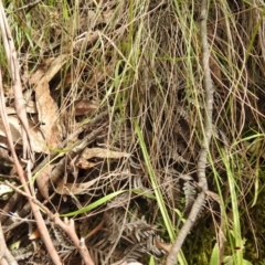 Caladenia carnea at Paddys River, ACT - suppressed