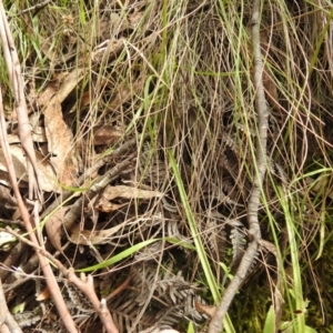 Caladenia carnea at Paddys River, ACT - suppressed