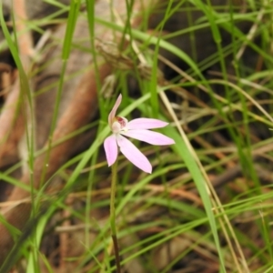 Caladenia carnea at Paddys River, ACT - suppressed