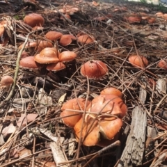 Leratiomyces ceres (Red Woodchip Fungus) at Braidwood, NSW - 22 Oct 2021 by AlexJ