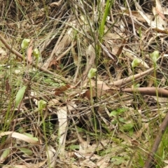 Pterostylis curta (Blunt Greenhood) at Paddys River, ACT - 23 Oct 2021 by Liam.m