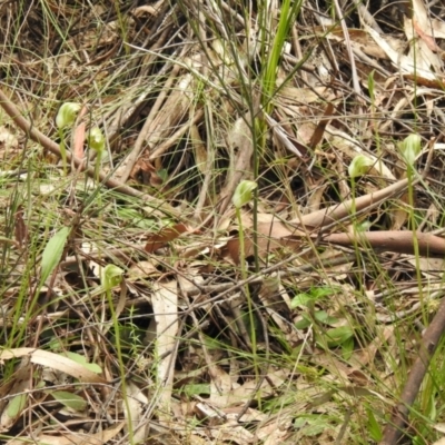 Pterostylis curta (Blunt Greenhood) at Tidbinbilla Nature Reserve - 23 Oct 2021 by Liam.m