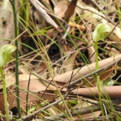 Pterostylis curta at Paddys River, ACT - 23 Oct 2021