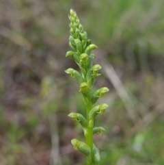 Microtis unifolia (Common Onion Orchid) at Coree, ACT - 23 Oct 2021 by RobynHall