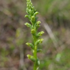 Microtis unifolia at Coree, ACT - 23 Oct 2021