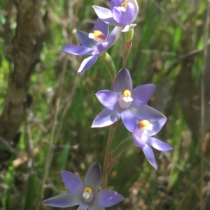 Thelymitra sp. (nuda complex) at Lyneham, ACT - 23 Oct 2021