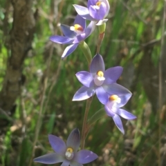 Thelymitra sp. (nuda complex) (Sun Orchid) at Bruce Ridge - 23 Oct 2021 by NedJohnston
