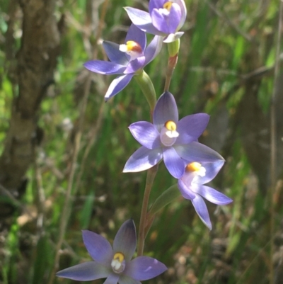 Thelymitra sp. (nuda complex) (Sun Orchid) at Bruce Ridge - 23 Oct 2021 by NedJohnston