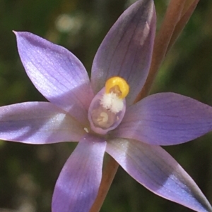 Thelymitra sp. (nuda complex) at Lyneham, ACT - 23 Oct 2021