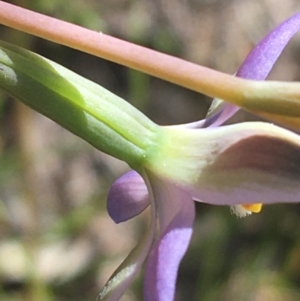 Thelymitra sp. (nuda complex) at Lyneham, ACT - 23 Oct 2021