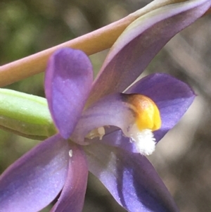 Thelymitra sp. (nuda complex) at Lyneham, ACT - 23 Oct 2021