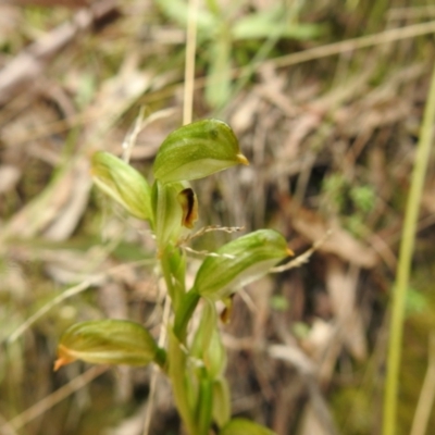 Bunochilus montanus (ACT) = Pterostylis jonesii (NSW) (Montane Leafy Greenhood) at Paddys River, ACT - 23 Oct 2021 by Liam.m