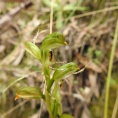 Bunochilus montanus (Montane Leafy Greenhood) at Tidbinbilla Nature Reserve - 23 Oct 2021 by Liam.m