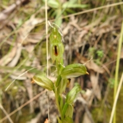 Bunochilus montanus at Paddys River, ACT - 23 Oct 2021