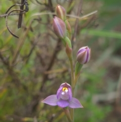 Thelymitra sp. (pauciflora complex) (Sun Orchid) at Sherwood Forest - 23 Oct 2021 by RobynHall