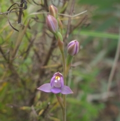 Thelymitra sp. (pauciflora complex) at Coree, ACT - 23 Oct 2021