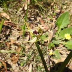 Caladenia parva (Brown-clubbed Spider Orchid) at Paddys River, ACT - 23 Oct 2021 by Liam.m