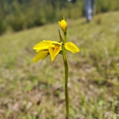 Diuris amabilis (Large Golden Moth) at Sherwood Forest - 23 Oct 2021 by RobynHall