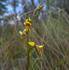 Diuris sulphurea (Tiger Orchid) at Coree, ACT - 23 Oct 2021 by RobynHall