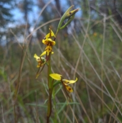 Diuris sulphurea (Tiger Orchid) at Sherwood Forest - 22 Oct 2021 by RobynHall