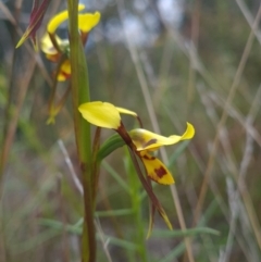 Diuris sulphurea at Coree, ACT - 23 Oct 2021