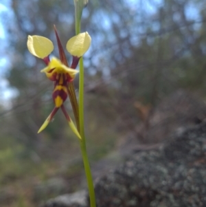 Diuris sulphurea at Coree, ACT - 23 Oct 2021