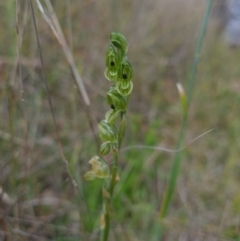 Hymenochilus bicolor (Black-tip greenhood) at Sherwood Forest - 22 Oct 2021 by RobynHall