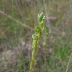 Hymenochilus sp. (A Greenhood Orchid) at Sherwood Forest - 22 Oct 2021 by RobynHall