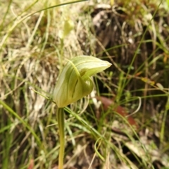 Pterostylis curta (Blunt Greenhood) at Paddys River, ACT - 23 Oct 2021 by Liam.m
