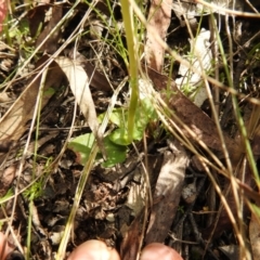 Pterostylis curta at Paddys River, ACT - 23 Oct 2021