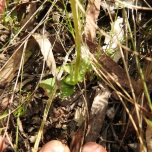 Pterostylis curta at Paddys River, ACT - 23 Oct 2021