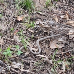 Lialis burtonis (Burton's Snake-lizard) at Coree, ACT - 23 Oct 2021 by RobynHall