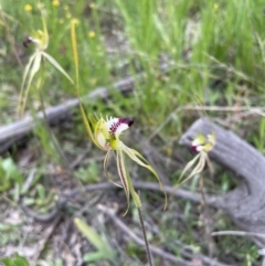 Caladenia atrovespa (Green-comb Spider Orchid) at Molonglo Valley, ACT - 23 Oct 2021 by lbradley