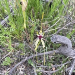 Caladenia atrovespa at Yarralumla, ACT - suppressed