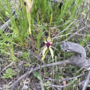 Caladenia atrovespa at Yarralumla, ACT - suppressed