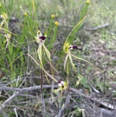 Caladenia atrovespa at Yarralumla, ACT - suppressed