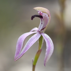 Caladenia congesta at Acton, ACT - suppressed