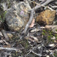 Caladenia congesta at Acton, ACT - 23 Oct 2021