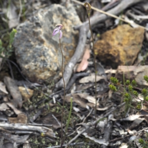 Caladenia congesta at Acton, ACT - 23 Oct 2021