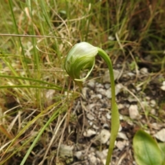 Pterostylis nutans (Nodding Greenhood) at Paddys River, ACT - 23 Oct 2021 by Liam.m