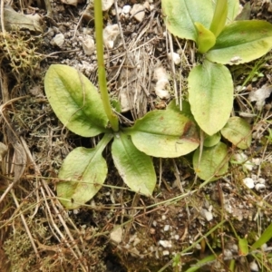 Pterostylis nutans at Paddys River, ACT - suppressed