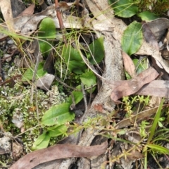 Chiloglottis sp. (A Bird/Wasp Orchid) at Tidbinbilla Nature Reserve - 22 Oct 2021 by Liam.m