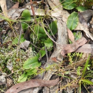 Chiloglottis sp. at Paddys River, ACT - 23 Oct 2021