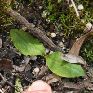 Chiloglottis sp. at Paddys River, ACT - 23 Oct 2021